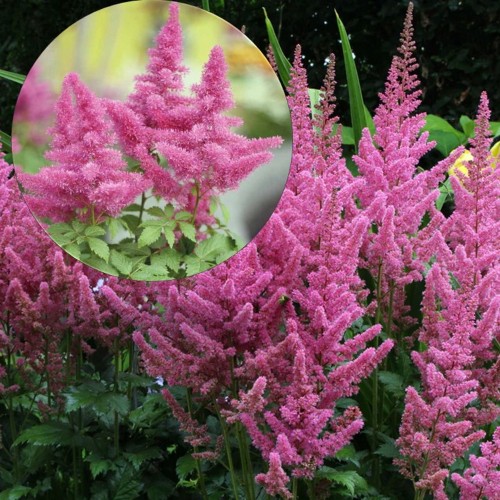 Astilbe chinensis 'Visions in Pink' - Hiina astilbe 'Visions in Pink' C1,5/1,5L